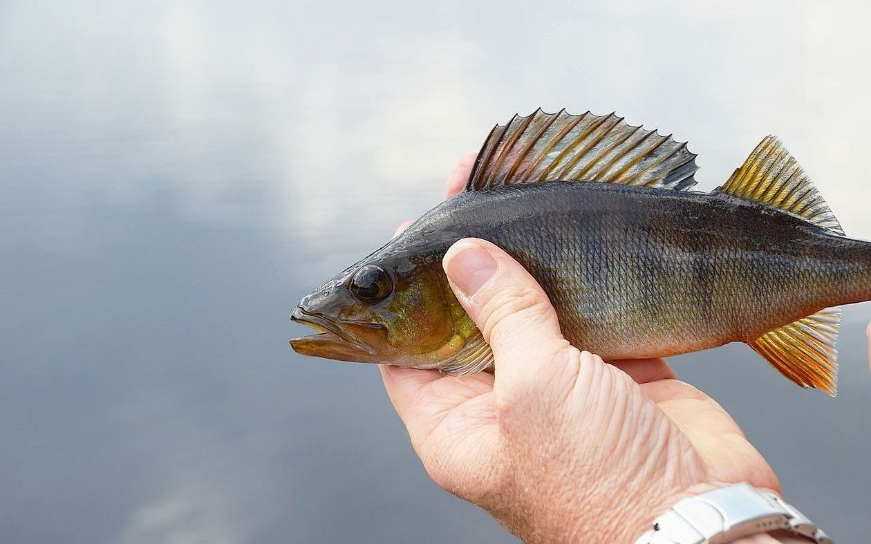 Fishing guide at the dock