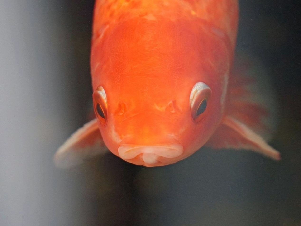 Close-up of caught fish species